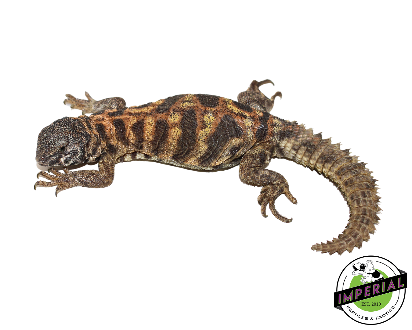 Ornate Uromastyx (Blue Phase)