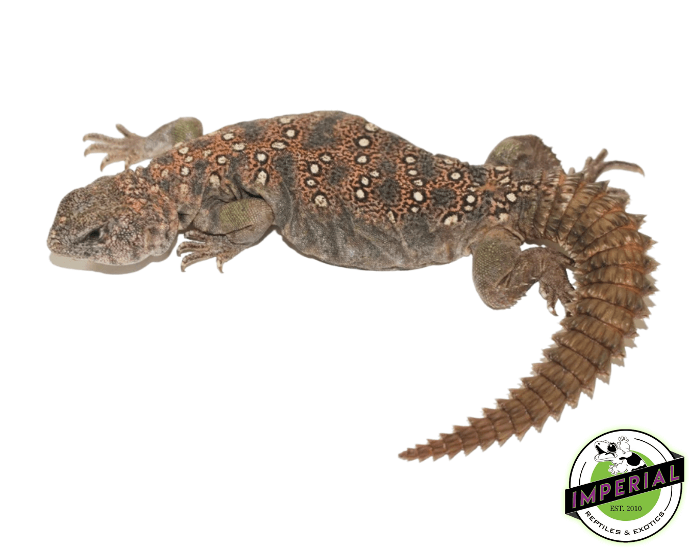 Sudanese Uromastyx